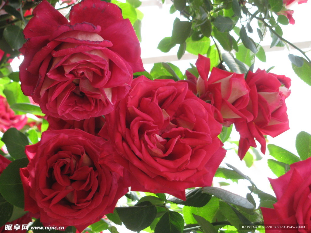 月季花
