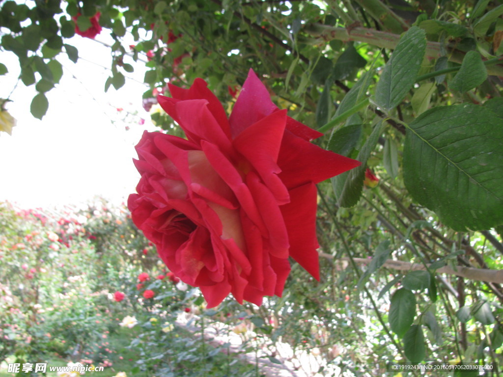 月季花