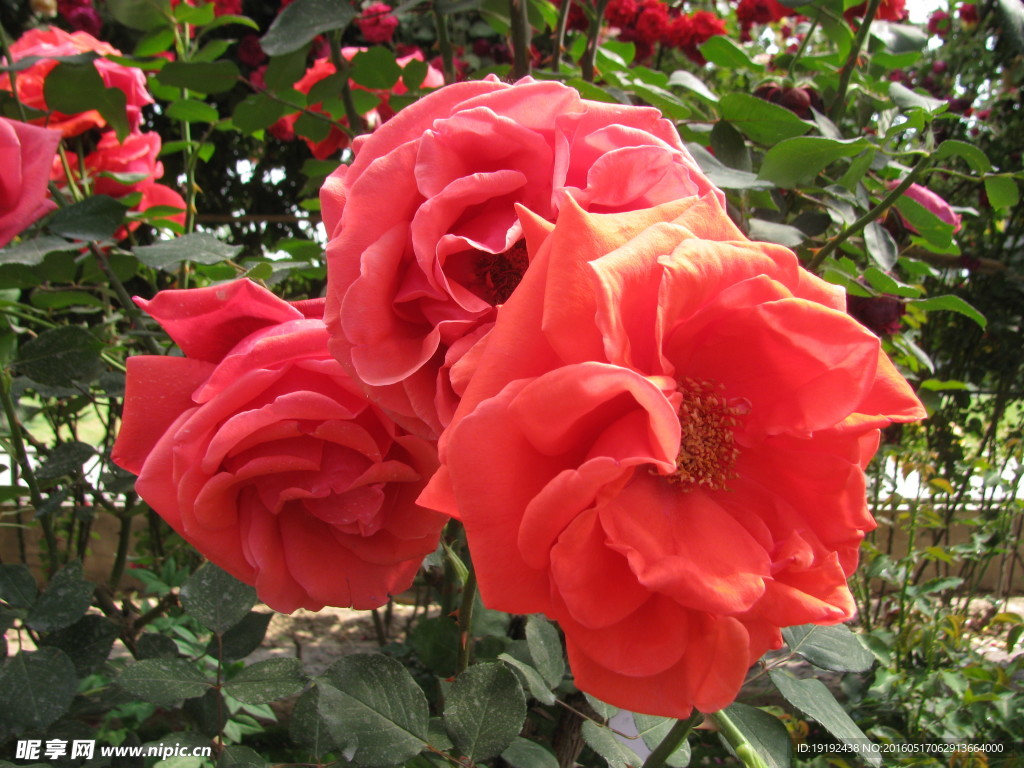 月季花