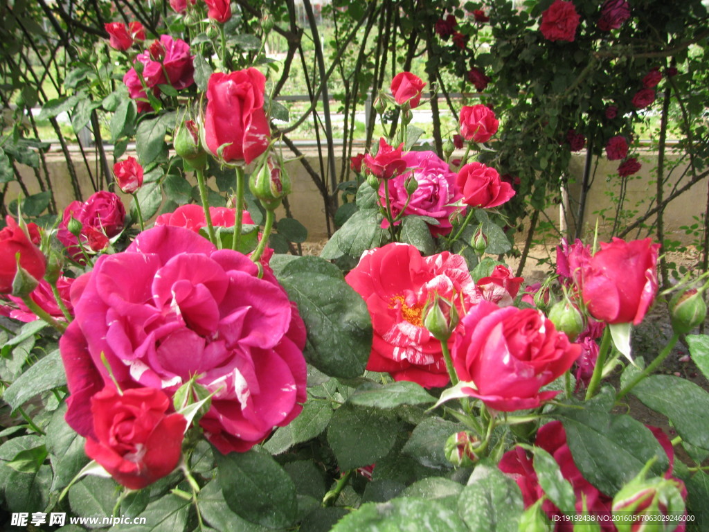 月季花