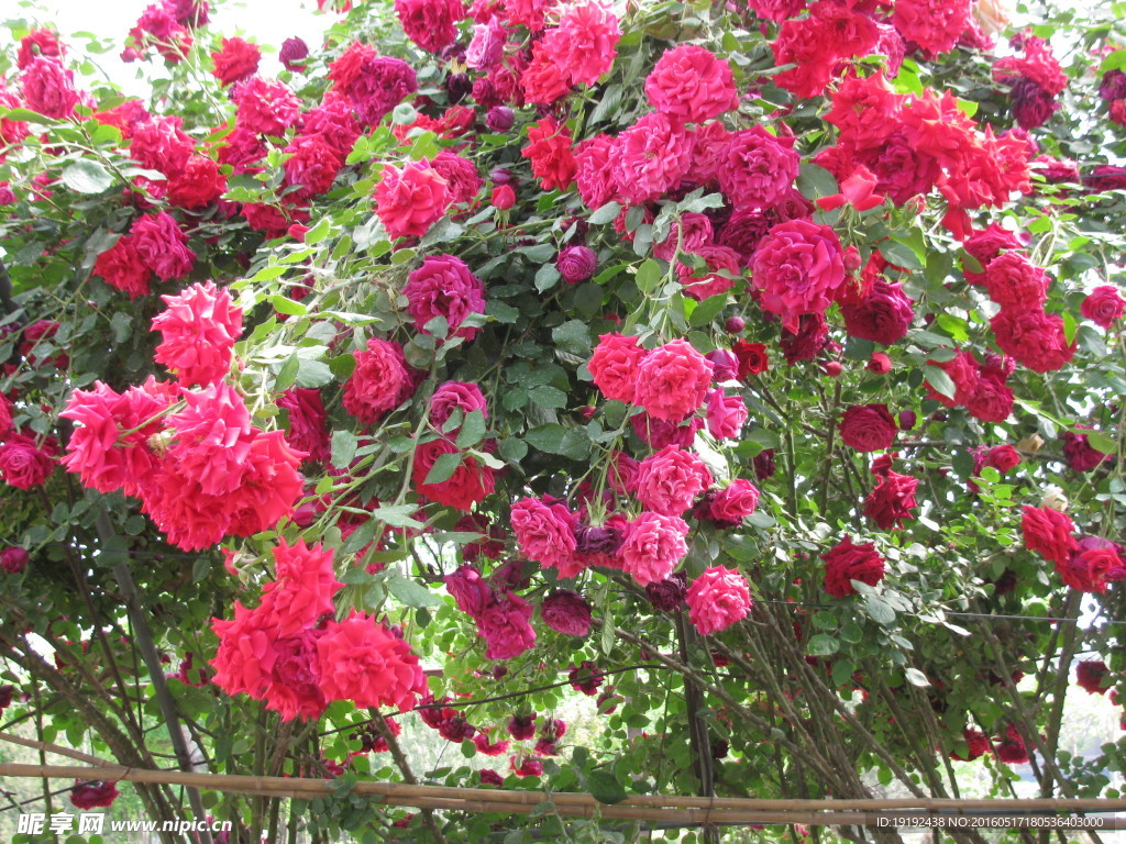 月季花
