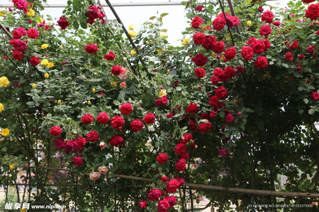 月季花