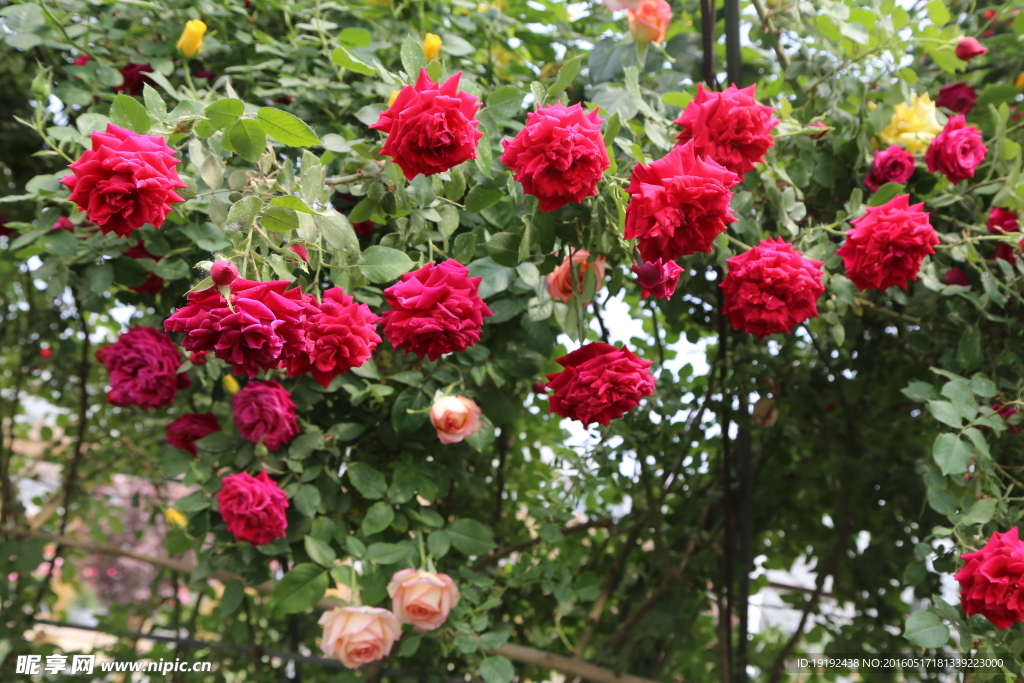 月季花