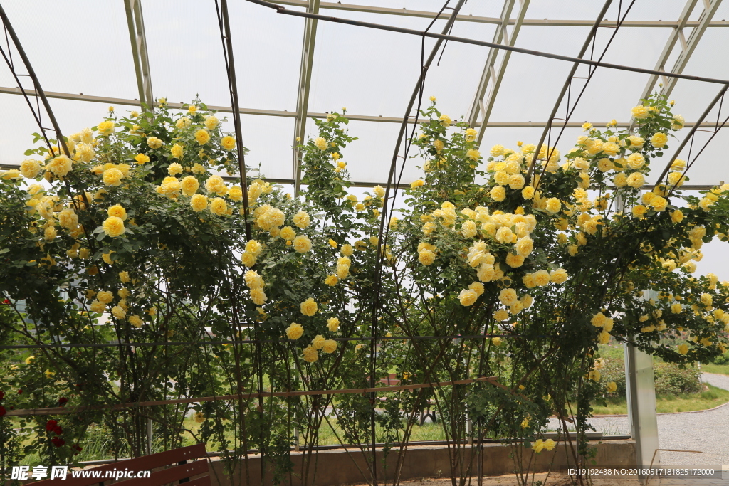 月季花