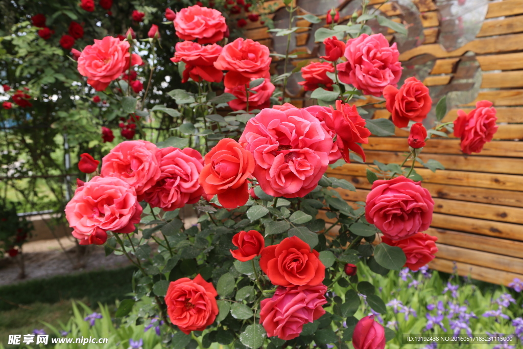 月季花