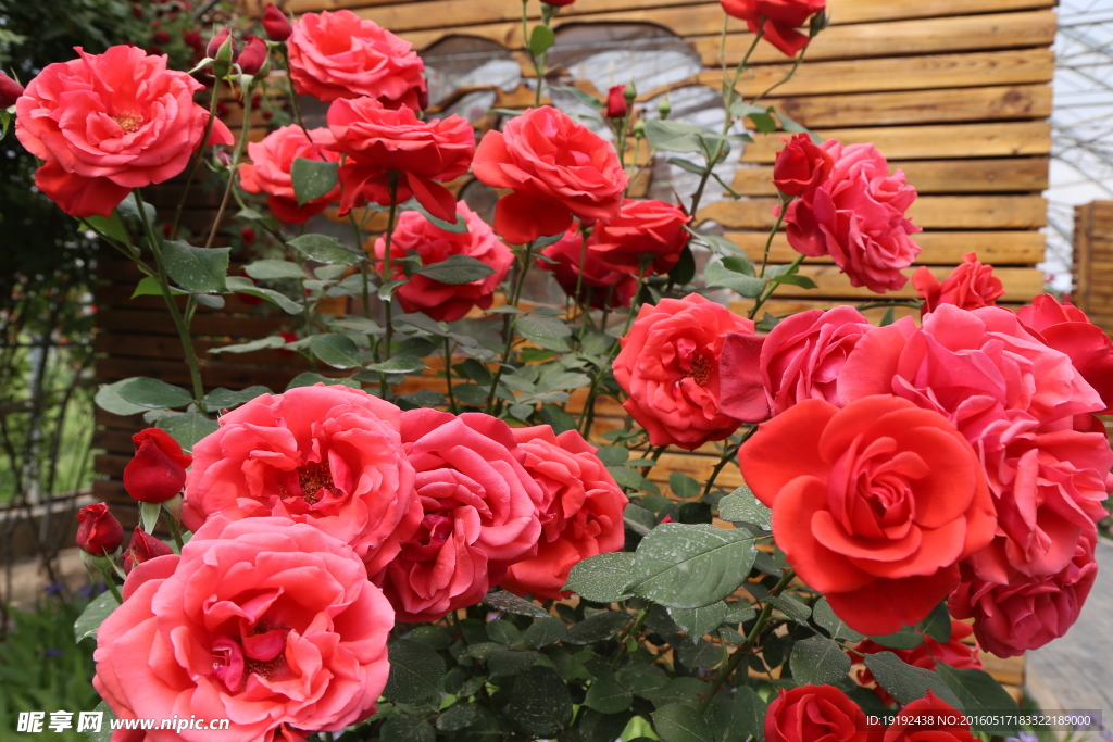 月季花