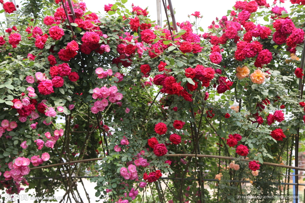 月季花