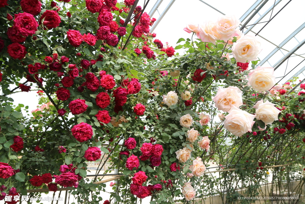 月季花