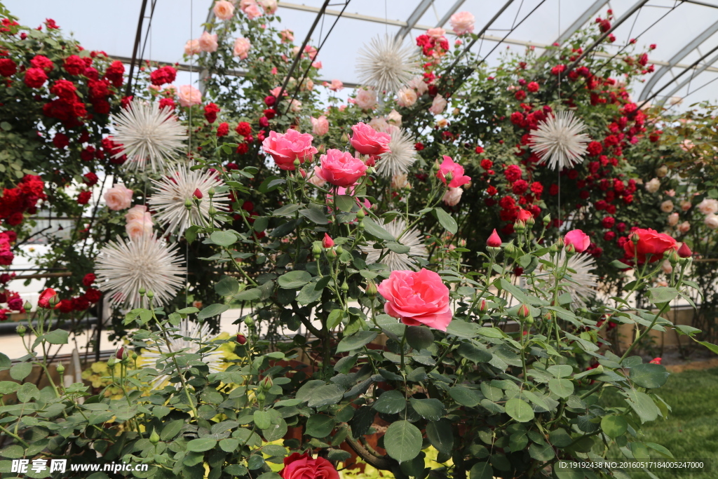 月季花  纳波湾月季园 月季