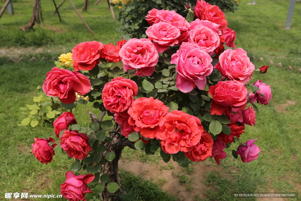 月季花