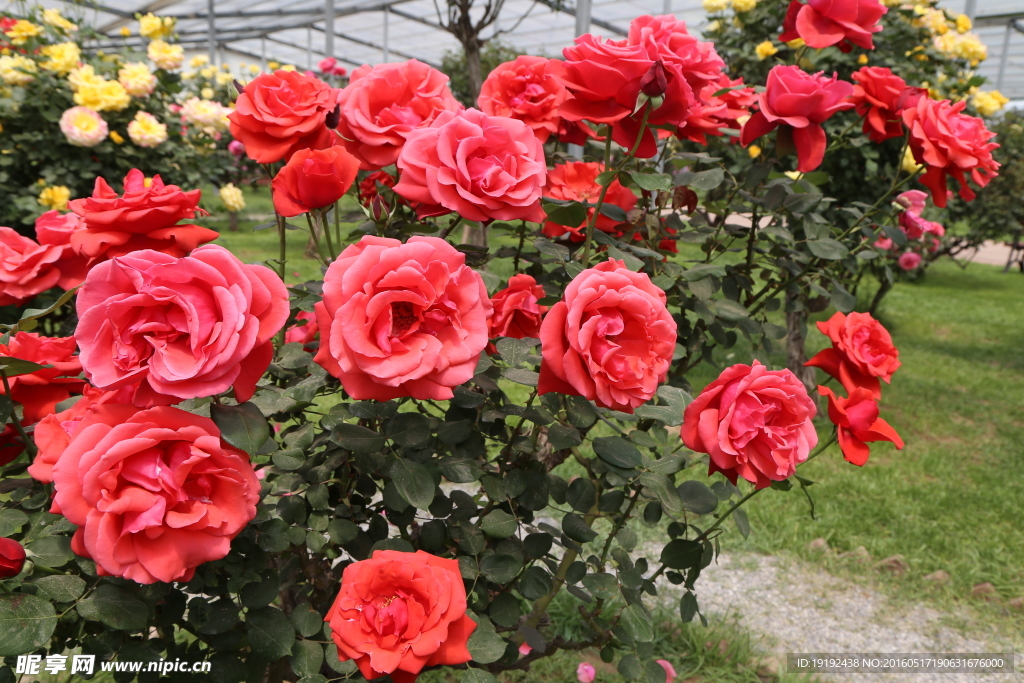 月季花