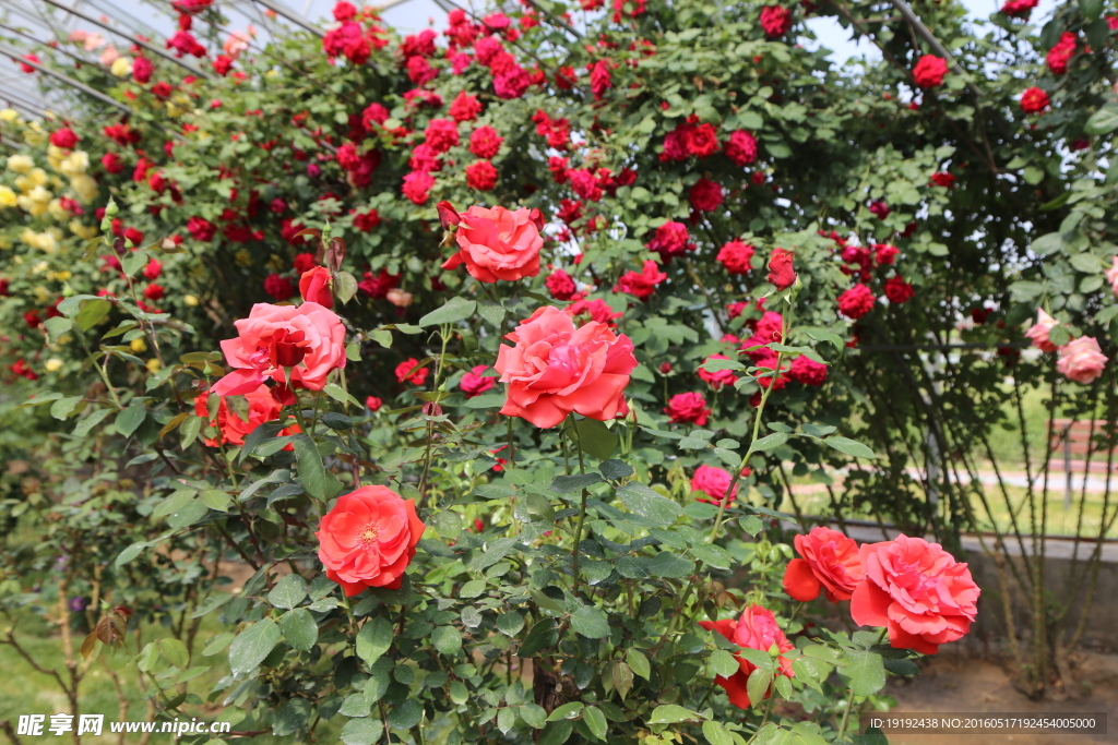 月季花