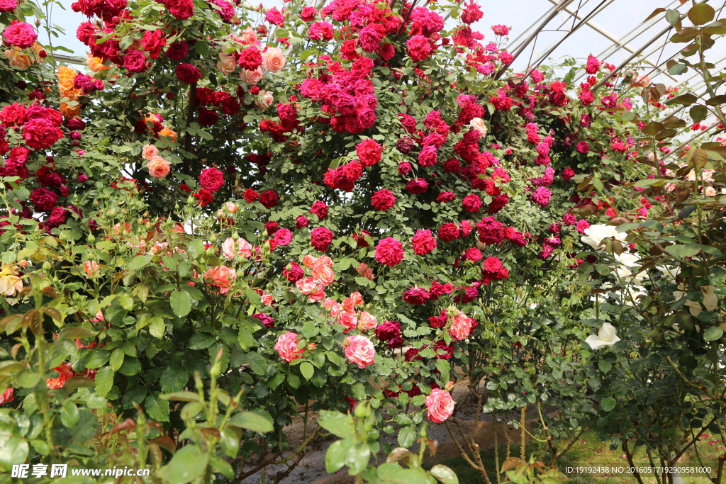 月季花