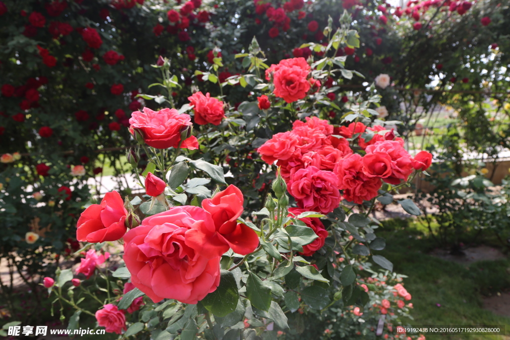月季花