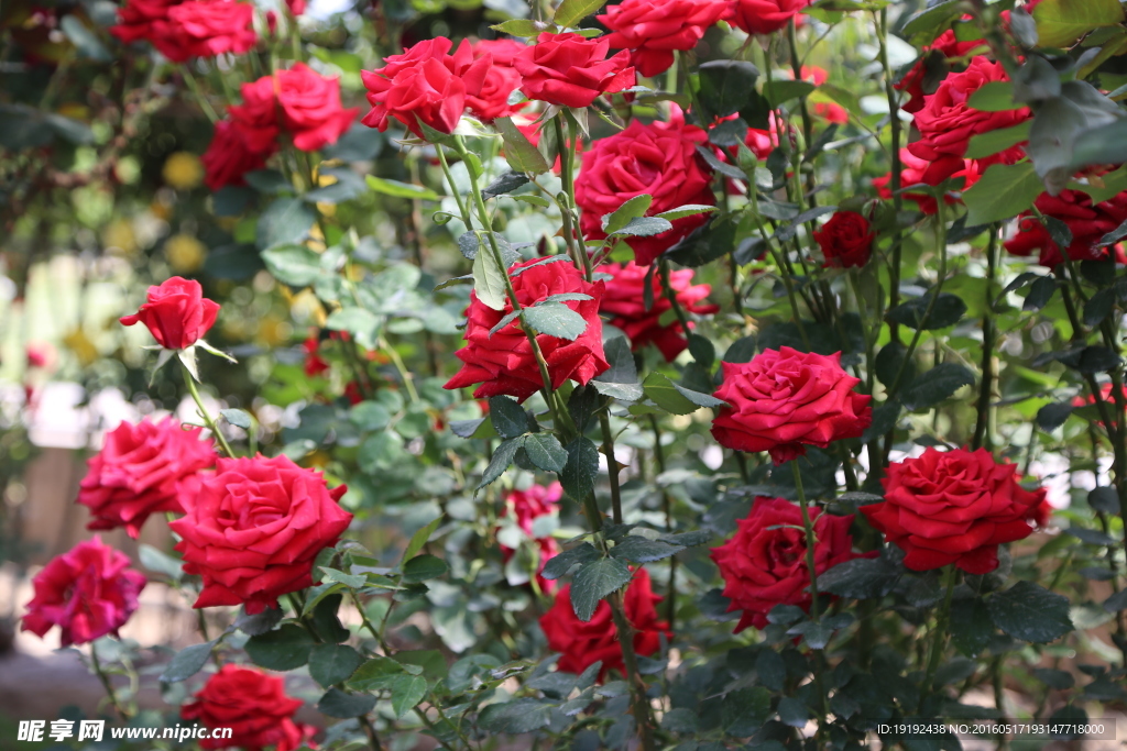 月季花