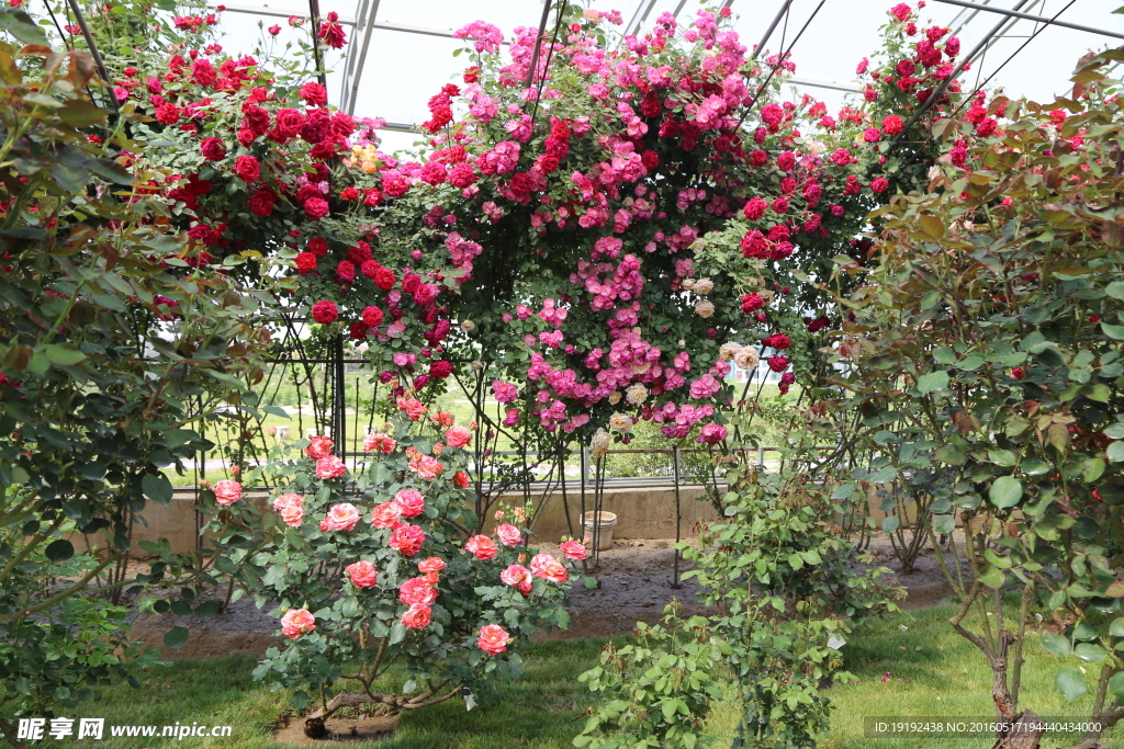 月季花