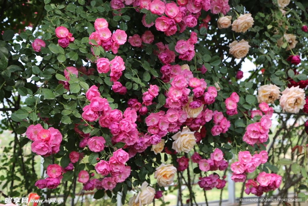 月季花