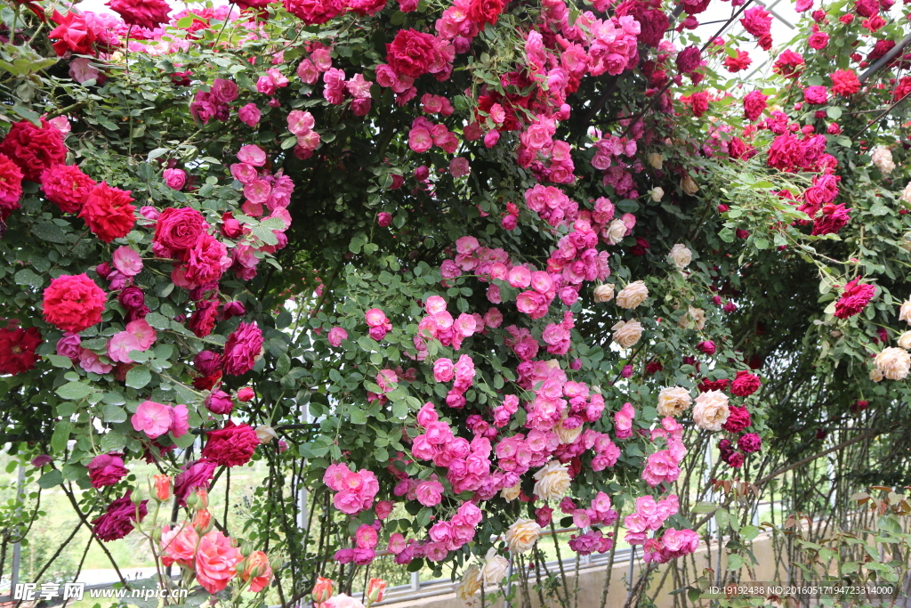 月季花
