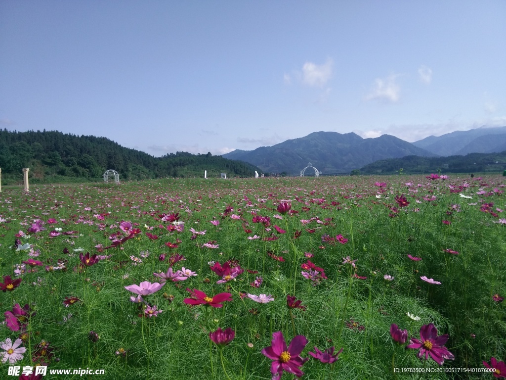 波斯菊花海