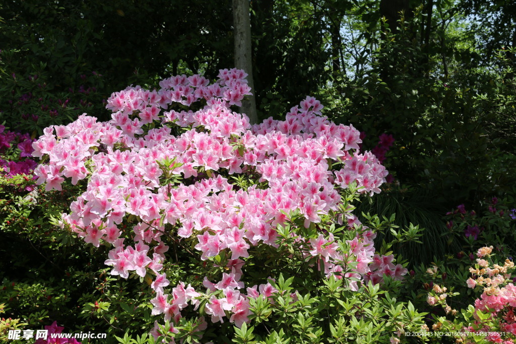 盛开的粉色杜鹃花