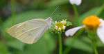 蝴蝶与花蕊