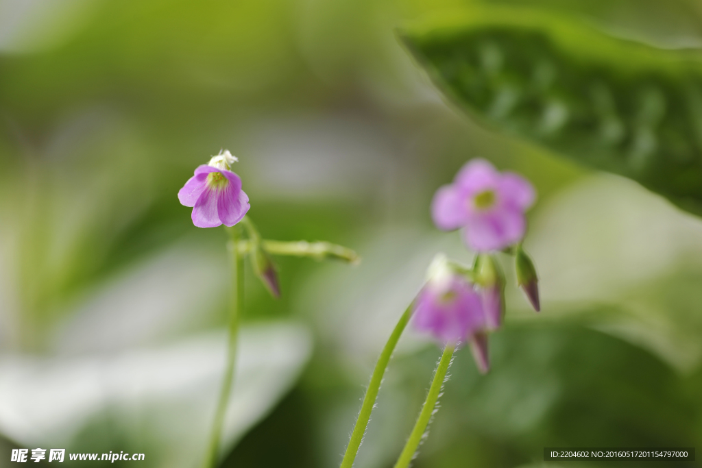 紫荆花