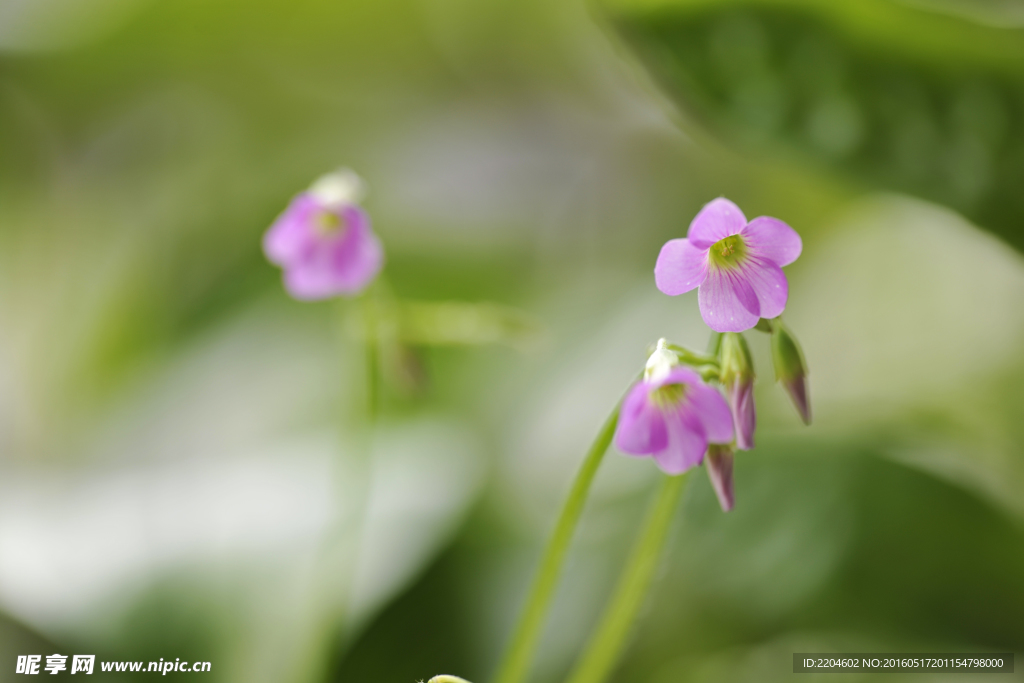 紫荆花