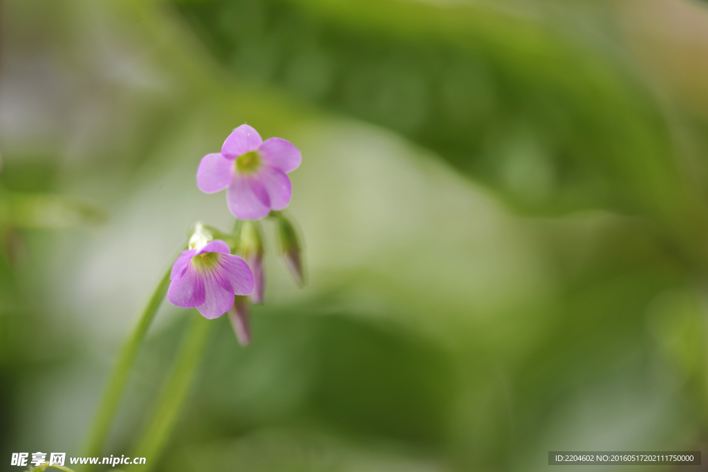 紫荆花