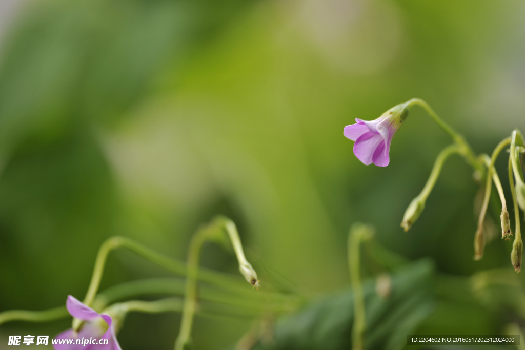 紫荆花