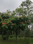 无忧树 无忧花