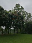 无忧树 无忧花