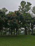 无忧树 无忧花