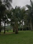葵扇树 扇子树