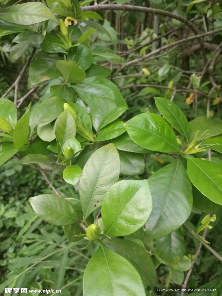 栀子花