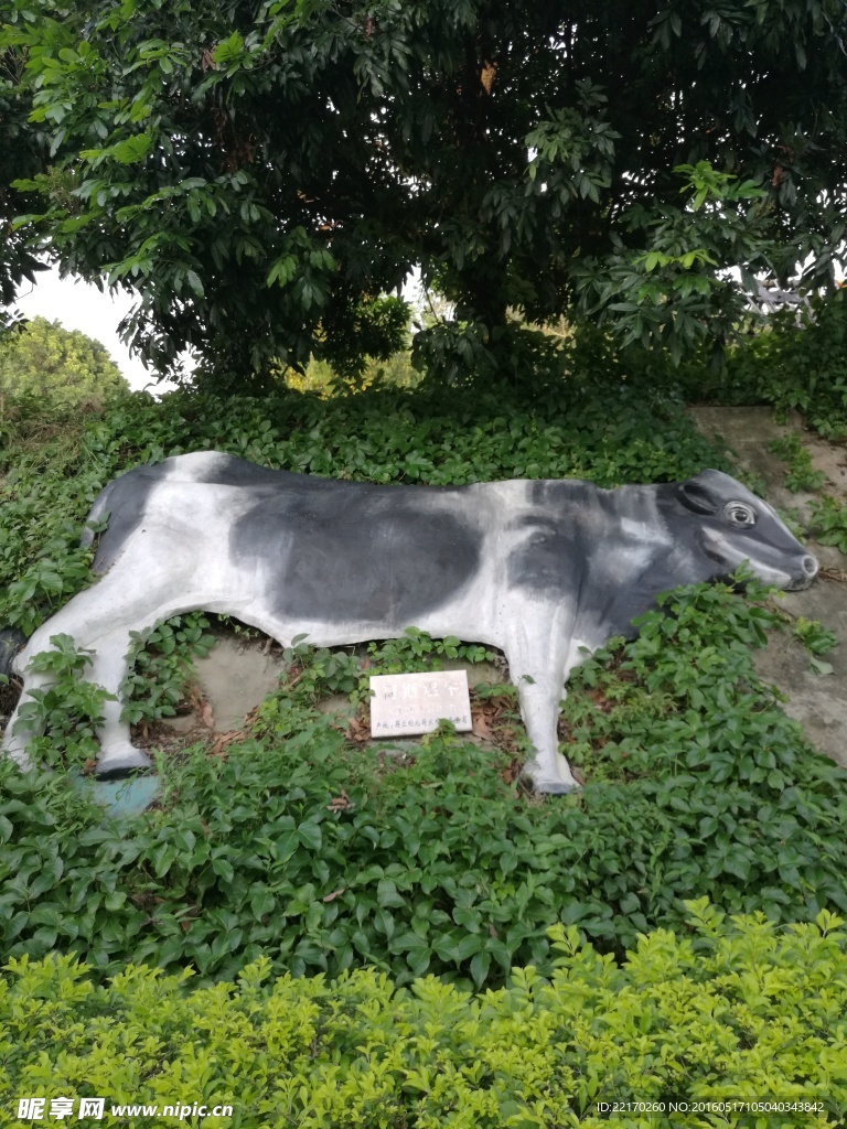 荷斯坦牛 奶牛