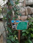 龙吐珠