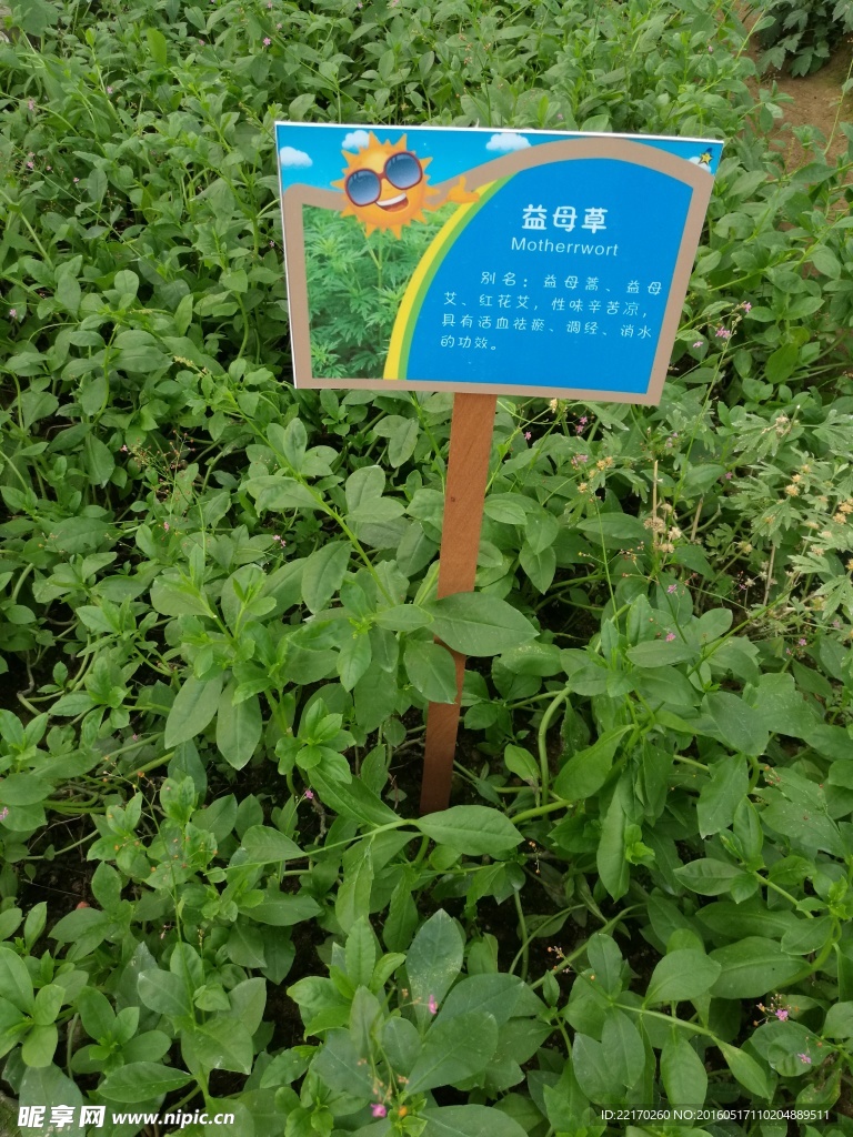 益母草