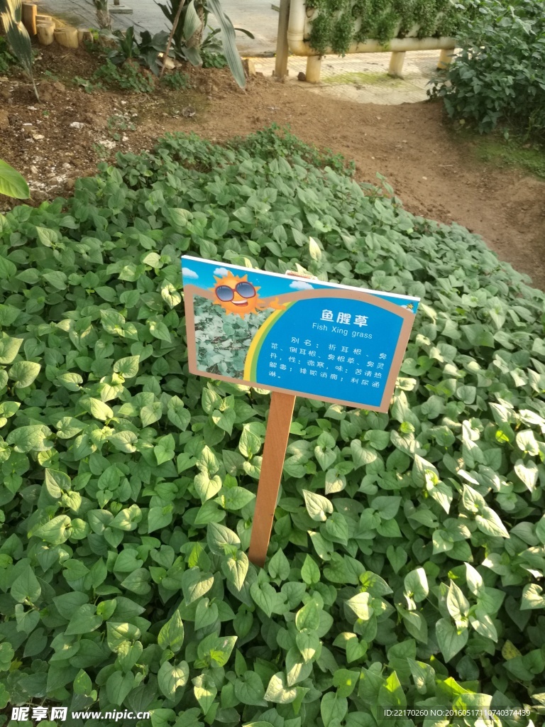鱼腥草