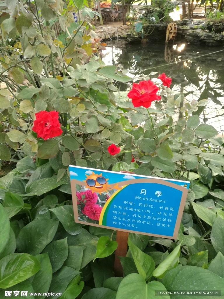 月季花