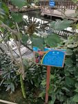 桑葚 桑叶