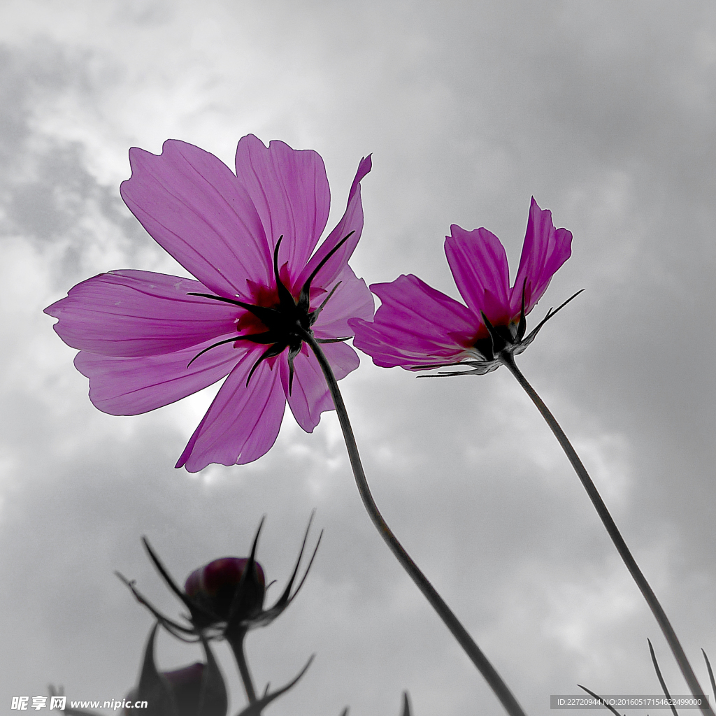 格桑花
