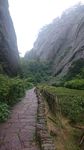 武夷山百年岩茶园
