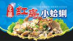 红岛小蛤蜊