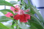 凤仙花 指甲花