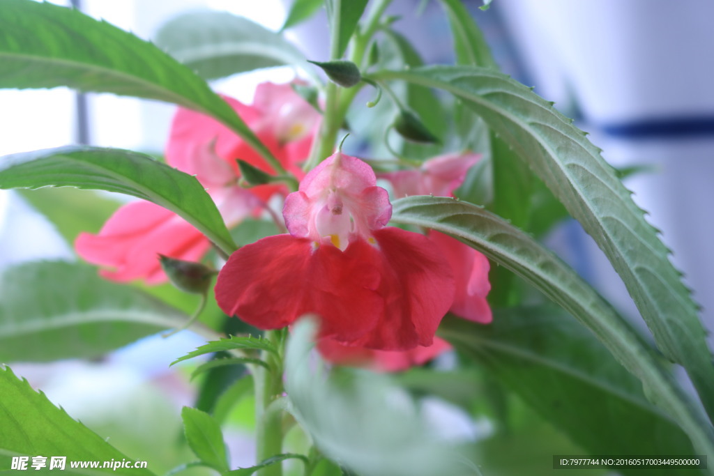 凤仙花 指甲花