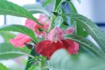 凤仙花 指甲花
