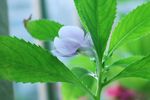 凤仙花 指甲花