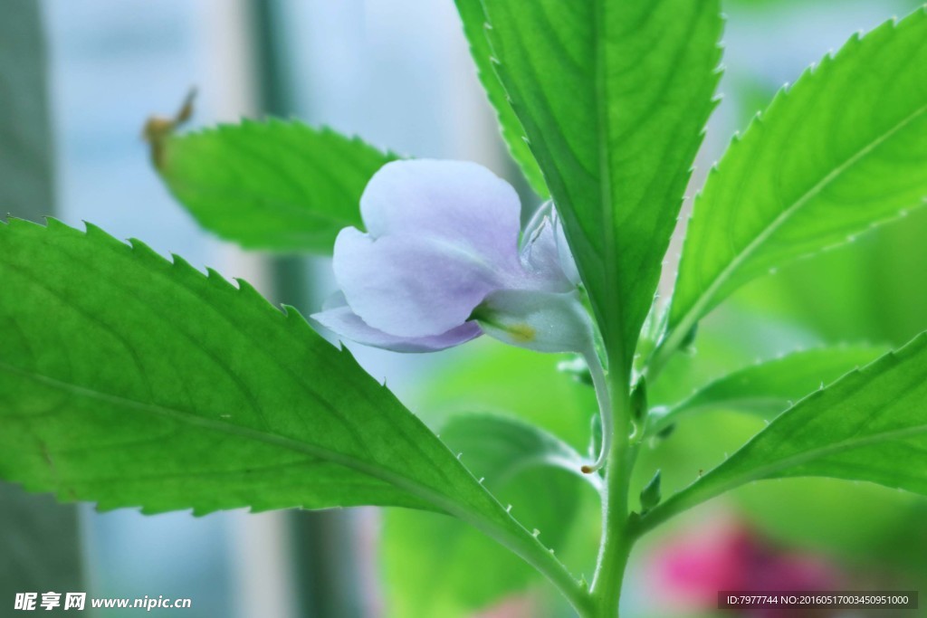 凤仙花 指甲花