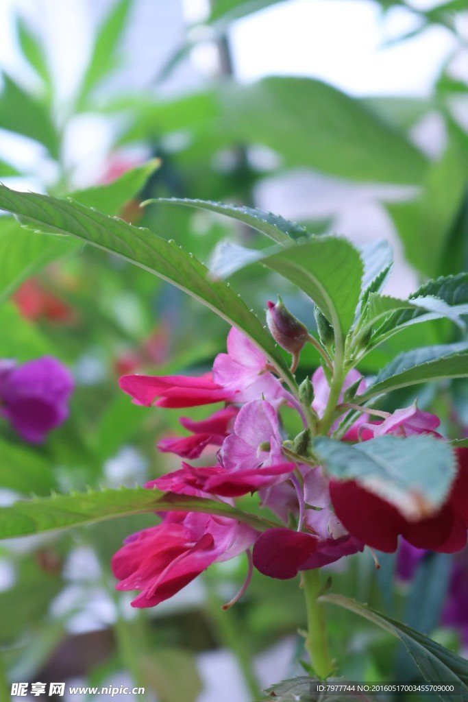 凤仙花 指甲花