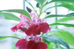凤仙花 指甲花